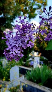 Mehr über den Artikel erfahren „Es gibt kein Schicksal!“ – Meine Überzeugung an jedem Grab